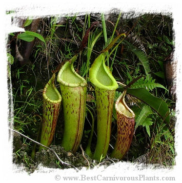 Nepenthes dactylifera {logging camp, Sarawak, Borneo, Malaysia} / 1+ plant, size 2-6 cm *BCP Import*