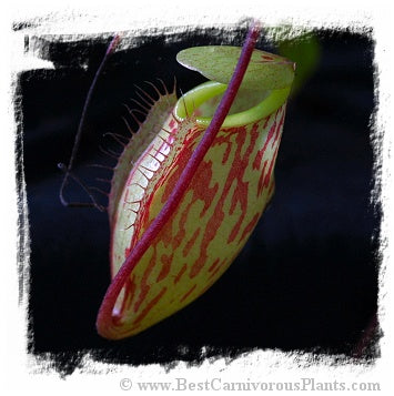 Nepenthes glabrata {mix of clones, Tonusu, Tentena, Central Sulawesi, Indonesia} / 1 plant, size 4-8 cm *BCP Import*