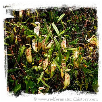Nepenthes glabrata {mix of clones, Tonusu, Tentena, Central Sulawesi, Indonesia} / 1 plant, size 4-8 cm