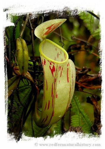 Nepenthes glabrata {mix of clones, Tonusu, Tentena, Central Sulawesi, Indonesia} / 1 plant, size 4-8 cm *BCP Import*