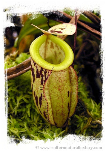 Nepenthes glabrata {mix of clones, Tonusu, Tentena, Central Sulawesi, Indonesia} / 1 plant, size 4-8 cm *BCP Import*