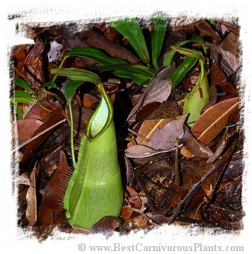 Nepenthes hirsuta {Gunung Serapi, Borneo, Malaysia} / 1 plant, 4-10 cm