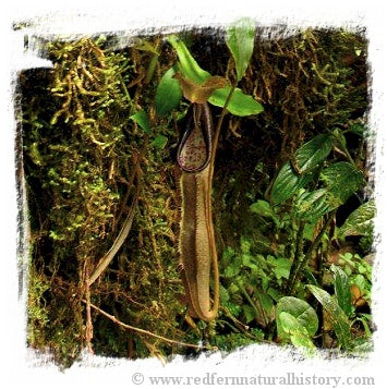 Nepenthes izumiae / 1+ plants, size 4-8 cm
