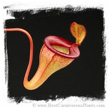 Nepenthes jamban {seedgrown individuals, Barisan Mountains, North Sumatra} / 1+ plants, size 4-8 cm