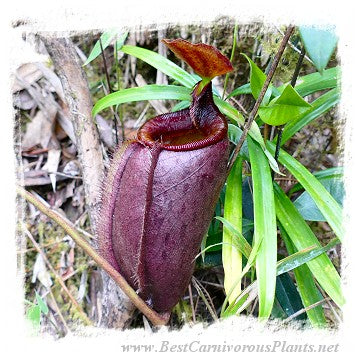 Nepenthes leonardoi {different clones, Mt. Shumkat, Palawan, Philippines} / 1+ plant, size 3-8 cm
