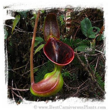 Nepenthes lowii {seedgrown individuals, Mt. Trusmadi, Sarawak, Malaysia} / 1 plant, size 5-15 cm