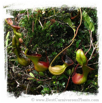 Nepenthes lowii {seedgrown individuals, Mt. Trusmadi, Sarawak, Malaysia} / 1+ plants, size 2-4 cm *BCP Import*