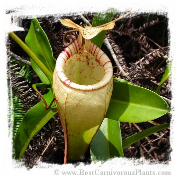 Nepenthes ulukaliana {Gunung Ulu Kali, West Malaysia} / 1 plant, size 4-8 cm