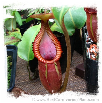 Nepenthes macrophylla {clone 30, Gunung Trusmadi, 2550m} / 1+ plants, size 2-4 cm