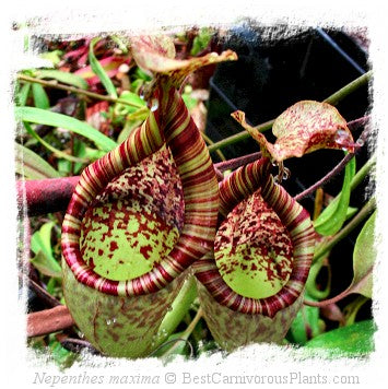 Nepenthes minima {Indonesia} / 1+ plant, 4-8 cm *BCP Import*