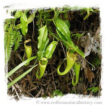 Nepenthes minima {Indonesia} / 1+ plant, 4-8 cm