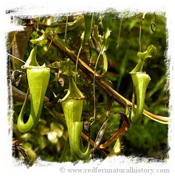Nepenthes maxima {large form, Tentena} / 1 plant, size 6-12 cm