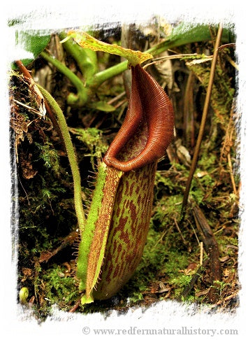 Nepenthes minima {Indonesia} / 1+ plant, 4-8 cm *BCP Import*