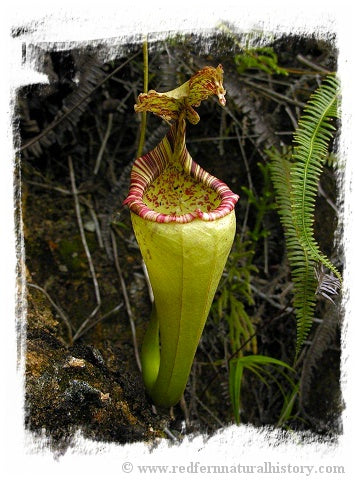 Nepenthes minima {Indonesia} / 1+ plant, 4-8 cm *BCP Import*