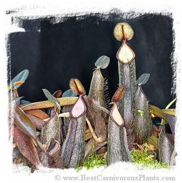 Nepenthes mikei {Takengon, Aceh, Sumatra} / 1 plant, size 2-7 cm