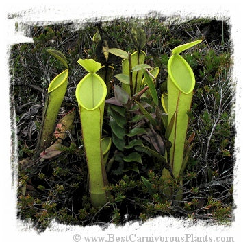 Nepenthes spec. {black hybrid with tentaculata-murudensis?, Church Camp, Gunung Murud, Borneo, Malaysia} / 1+ plants, 2-4 cm
