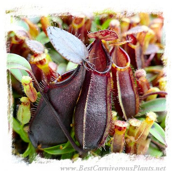 Nepenthes spec. {black hybrid with tentaculata-murudensis?, Church Camp, Gunung Murud, Borneo, Malaysia} / 1+ plants, 2-4 cm