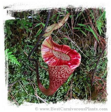 Nepenthes platychila / 1 plant, size 1-5 cm