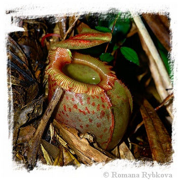 Nepenthes sibuyanensis {seedgrown individuals, Guiting-Guiting, Philippines, 1400 m} / 1+ plants, size 4-8 cm