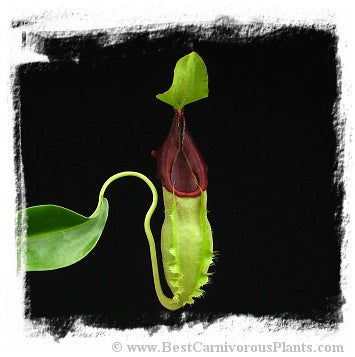 Nepenthes spathulata / 1+ plant, size 3-5 cm *BCP Import* *Bonus Eligible*