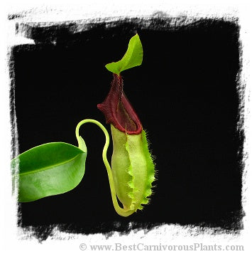 Nepenthes spathulata / 1+ plant, size 3-5 cm