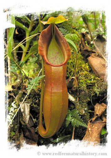 Nepenthes spathulata / 1+ plant, size 3-5 cm *BCP Import* *Bonus Eligible*