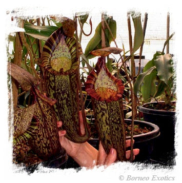 Nepenthes spectabilis {Giant} / 1 plant, size 4-7 cm
