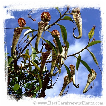 Nepenthes stenophylla {very hairy, remote eastern Sarawak, Malaysia, 2.33N, 114.13E, 790m} / 1+ plants, size 4-7 cm *BCP Import* *Bonus Eligible*