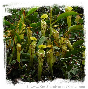 Nepenthes stenophylla {very hairy, remote eastern Sarawak, Malaysia, 2.33N, 114.13E, 790m} / 1+ plants, size 4-7 cm