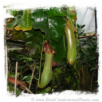 Nepenthes truncata {lowland} / 1+ plants, 1-3 cm