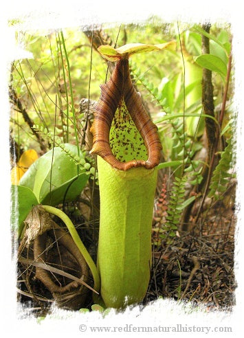 Nepenthes truncata {lowland} / 1+ plants, 1-3 cm *BCP Import*