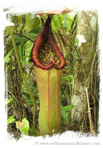 Nepenthes truncata {lowland} / 1+ plants, 1-3 cm *BCP Import*