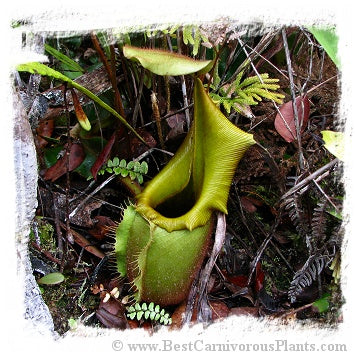 Nepenthes veitchii {horticultural cross: yellow peristome x (highl. x lowl. form)} / 2+ plants, size 3-6 cm *BCP Import*
