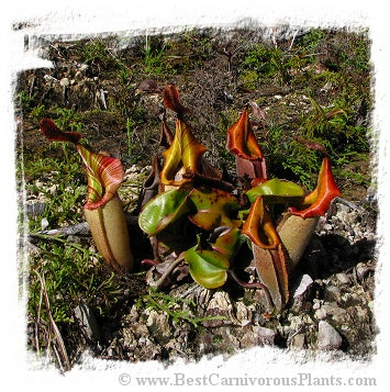 Nepenthes veitchii {lowland form, golden peristome, Bario} / 1+ plants, size 2-3 cm *BCP Import*