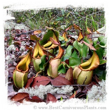 Nepenthes veitchii {horticultural cross: yellow peristome x (highl. x lowl. form)} / 2+ plants, size 3-6 cm