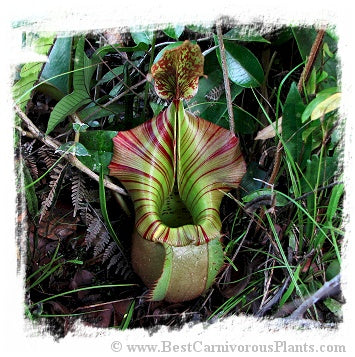 Nepenthes veitchii {horticultural cross: yellow peristome x (highl. x lowl. form)} / 2+ plants, size 3-6 cm *BCP Import*