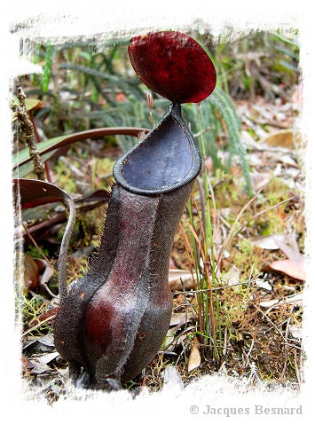 Nepenthes veillardii {New Caledonia} / 1+ plants, size 2-3 cm *BCP Import*