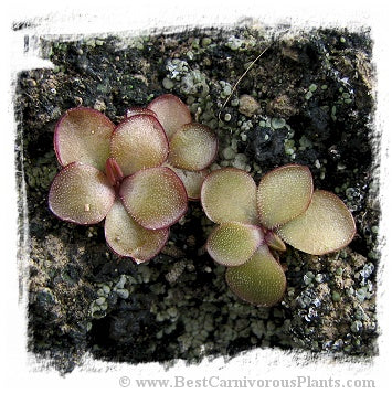 Pinguicula mirandae {white and pink flower mix, south of Tehuacan, Oaxaca, Mexico, 1802 m} / 2+ plants