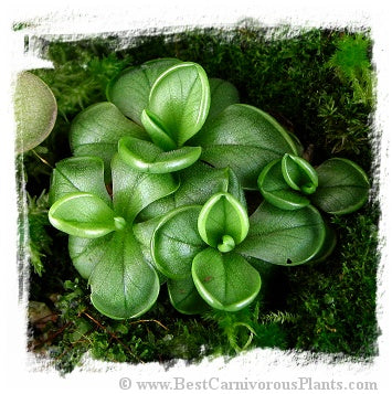 Pinguicula antarctica {no location data} / 2+ plants