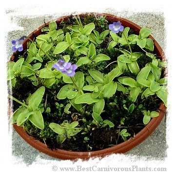 Pinguicula balcanica {Pirin NP, Bulgaria, 2851m} / 3+ plants