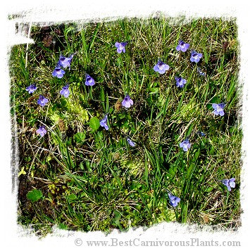 Pinguicula balcanica {Mt. Voras, Greece} / 2+ plant *BCP Import* *Bonus Eligible*