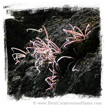 Pinguicula calderoniae {Llano del Conecho, San Luis Potosi, Mexico} / 2+ plants *BCP Import* *Bonus Eligible*