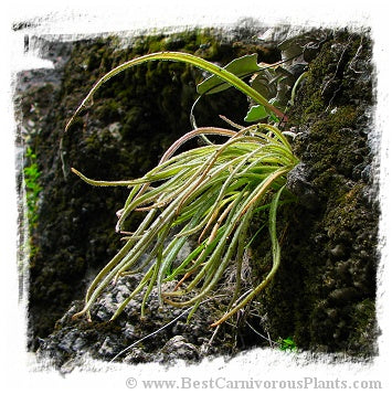 Pinguicula calderoniae {Gachupin, Xilitla, San Luis Potosi, Mexico} / 1+ plants