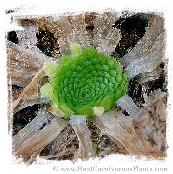 Pinguicula colimensis / 1+ plant *BCP Import*