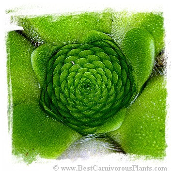 Pinguicula colimensis / 1+ plant *BCP Import*