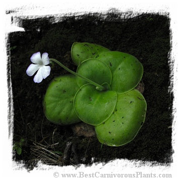Pinguicula conzattii / 2+ plant