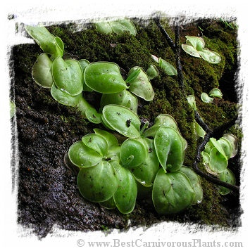 Pinguicula conzattii / 2+ plant *BCP Import* *Bonus Eligible*