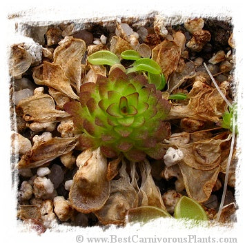 Pinguicula crassifolia {El Cedral, Hidalgo, Mexico} / 1+ plants