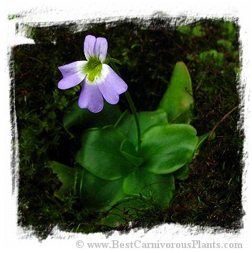 Pinguicula hirtiflora {true, Devoll Valley, Moglice, Albania} / 2+ plants