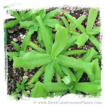 Pinguicula cubensis {Cuba} / 3+ plants *BCP Import*